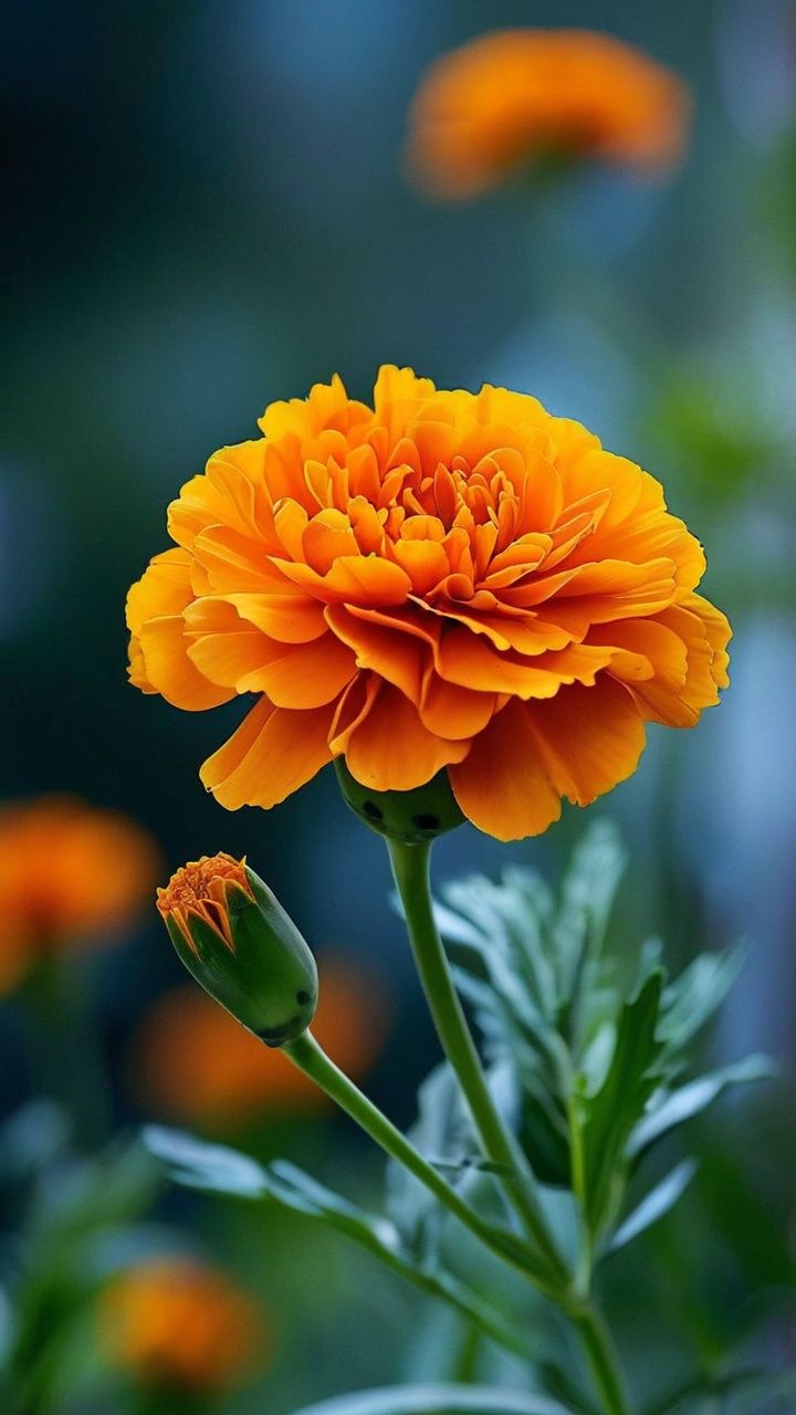 Marigold
