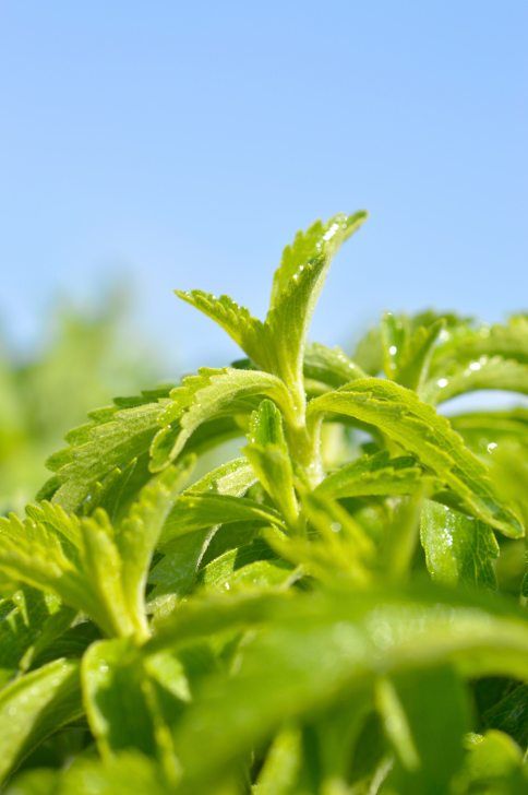 Stevia