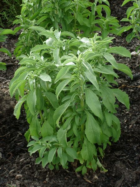 Stevia